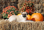 DOG 05 CE0059 01
Pug Laying On Hay Bale By Pumpkins