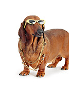 DOG 05 DC0024 01
Humorous Dachshund Wearing Glasses And Necklace White Background