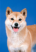 DOG 05 FA0014 01
Close-Up Of Shiba Inu Standing