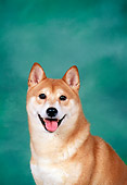 DOG 05 FA0015 01
Close-Up Of Shiba Inu Sitting