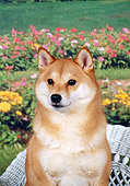 DOG 05 FA0016 01
Close-Up Of Shiba Inu Sitting On White Chair In Garden