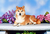 DOG 05 FA0017 01
Shiba Inu Laying On Bench By Flowers