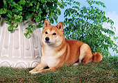 DOG 05 FA0018 01
Shiba Inu Laying On Grass By Shrubs