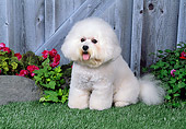 DOG 05 FA0019 01
Bichon Frise On Grass In Front Of Wooden Doors
