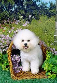 DOG 05 FA0023 01
Bichon Frise Sitting In Basket With Lavender Flowers