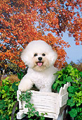 DOG 05 FA0024 01
Bichon Frise Sitting In Planter Box In Autumn