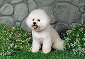 DOG 05 FA0029 01
Bichon Frise Sitting On Grass By Stone Wall