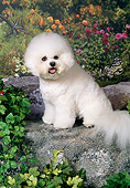 DOG 05 FA0030 01
Bichon Frise Sitting On Rock In Garden