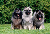 DOG 05 GL0001 01
Three Spitz Wolf Dogs Sitting On Lawn