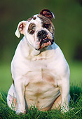 DOG 05 GR0007 01
English Bulldog Sitting On Grass Tilting Head