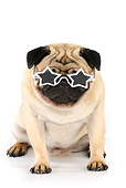 DOG 05 JD0001 01
Pug Wearing Star Sunglasses Sitting On White Seamless