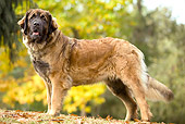 DOG 05 JE0001 01
Leonberger Standing On Fallen Leaves