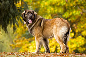 DOG 05 JE0002 01
Leonberger Standing On Fallen Leaves