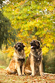 DOG 05 JE0003 01
Two Leonbergers Sitting On Fallen Leaves