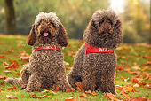 DOG 05 JE0004 01
Two Poodles Sitting On Grass And Fallen Leaves
