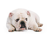 DOG 05 JE0012 01
English Bulldog Laying On White Seamless