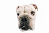 DOG 05 JE0014 01
Close-Up Of English Bulldog Sitting On White Seamless