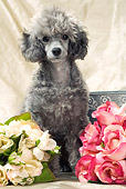 DOG 05 JE0015 01
Silver Toy Poodle Sitting By Roses