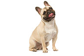 DOG 05 JE0017 01
French Bulldog Sitting On White Seamless