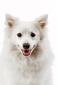 DOG 05 JE0023 01
Head Shot Of Japanese Spitz On White Seamless