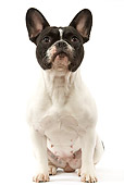 DOG 05 JE0024 01
French Bulldog Sitting On White Seamless