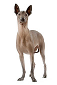 DOG 05 JE0029 01
Mexican Hairless Dog Standing On White Seamless
