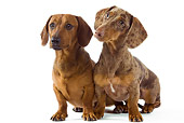 DOG 05 JE0030 01
Short-Haired Dachshunds Sitting On White Seamless