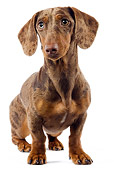 DOG 05 JE0032 01
Smooth-Haired Chocolate Harlequin Dachshund Sitting On White Seamless