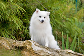 DOG 05 JE0033 01
Japanese Spitz Leaning On Log