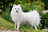 DOG 05 JE0034 01
Japanese Spitz Standing On Grass Profile