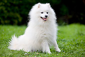 DOG 05 JE0035 01
Japanese Spitz Sitting On Grass