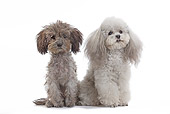 DOG 05 JE0036 01
Toy Poodles Sitting On White Seamless