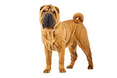 DOG 05 JE0037 01
Shar Pei Standing On White Seamless