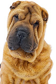 DOG 05 JE0039 01
Head Shot Of Shar Pei Sitting On White Seamless
