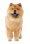 DOG 05 JE0040 01
Chow Chow Standing On White Seamless