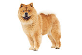 DOG 05 JE0041 01
Chow Chow Standing On White Seamless