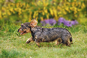 DOG 05 JE0042 01
Wirehaired Dachshund Running On Lawn Profile