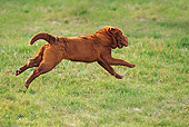 DOG 05 JE0043 01
Shar Pei Running On Grass Field