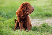 DOG 05 JE0044 01
Shar Pei Sitting On Grass Field