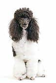 DOG 05 JE0046 01
Black And White Poodle Sitting On White Seamless