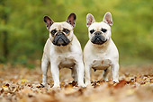 DOG 05 JE0048 01
Two French Bulldogs Standing In Fallen Leaves