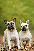 DOG 05 JE0049 01
Two French Bulldogs Standing In Fallen Leaves