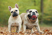 DOG 05 JE0050 01
French And English Bulldogs Standing In Fallen Leaves