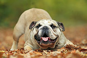 DOG 05 JE0052 01
English Bulldog Playing In Fallen Leaves