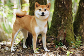 DOG 05 JE0053 01
Shiba Inu Standing On Dirt And Fallen Leaves