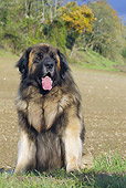 DOG 05 JE0054 01
Leonberger Sitting On Grass