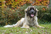 DOG 05 JE0055 01
Leonberger Resting On Grass