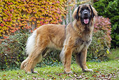 DOG 05 JE0056 01
Leonberger Standing On Grass And Autumn Leaves
