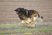 DOG 05 JE0057 01
Leonberger Running On Grass Profile