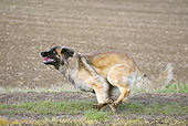 DOG 05 JE0058 01
Leonberger Running On Grass Profile